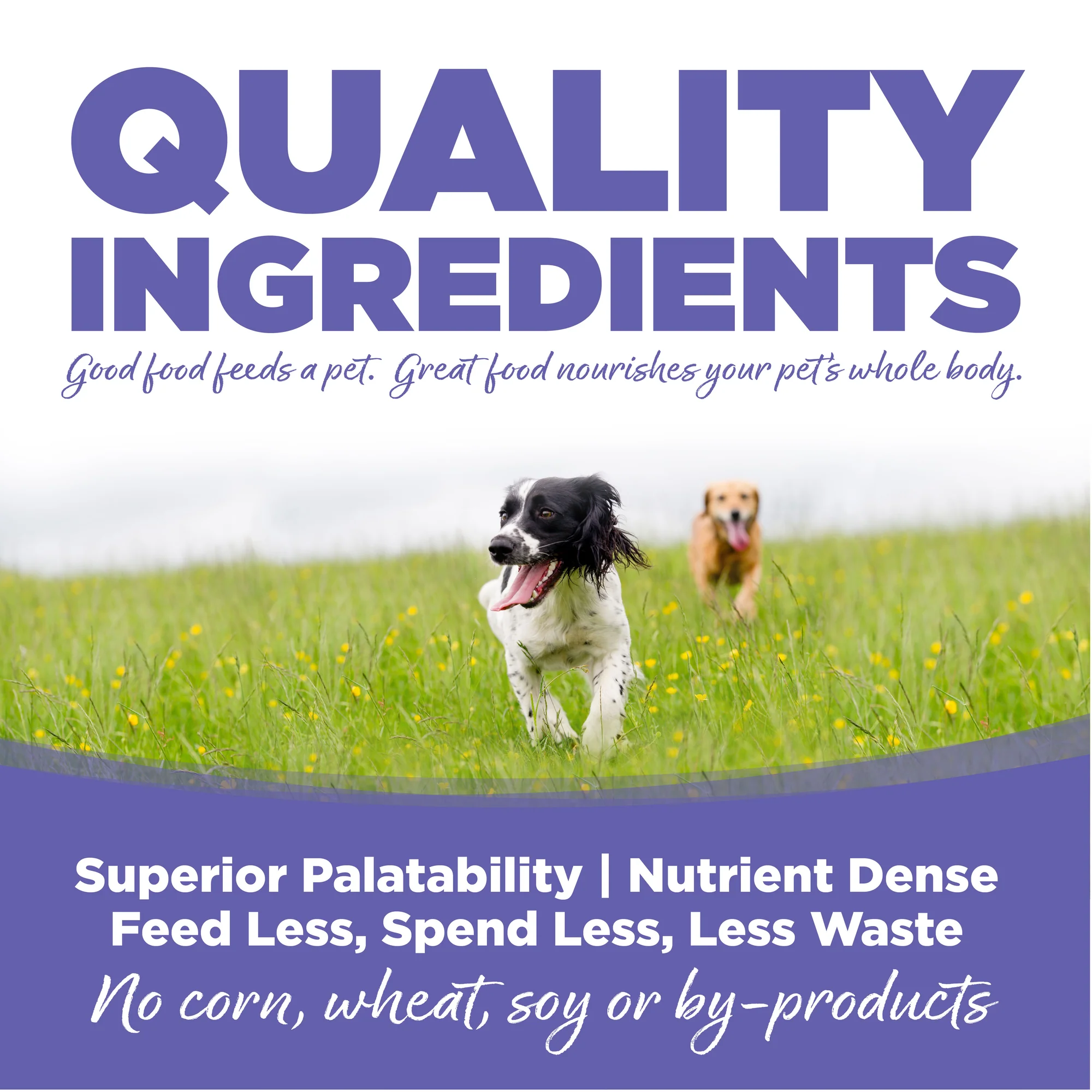 Best NutriSource Puppy Food 