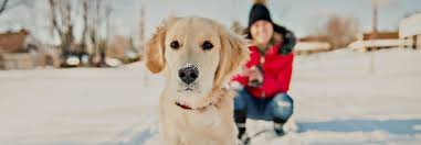 pets winter care tips