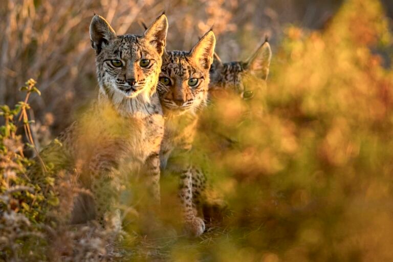 iberian-lynx